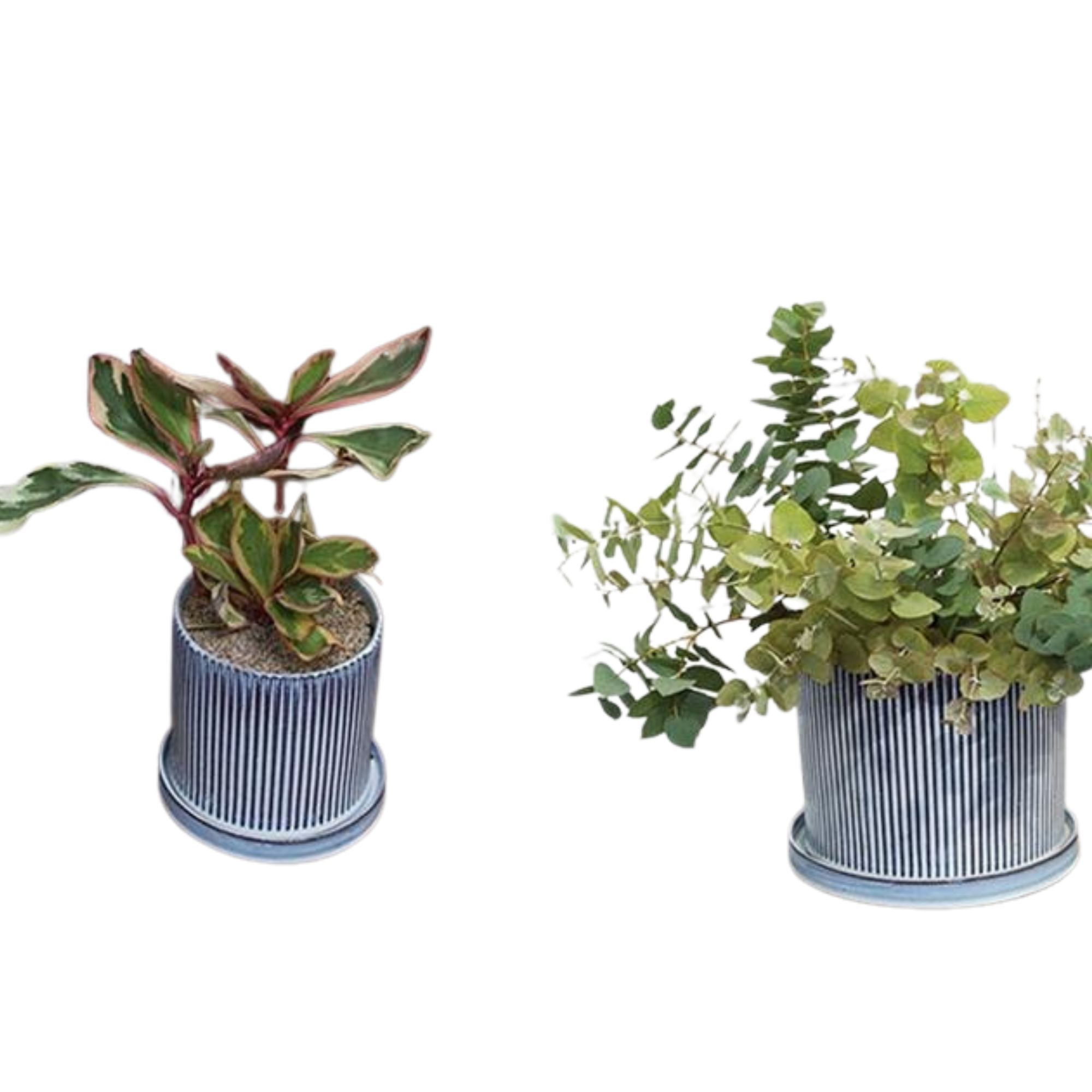 Curio Pot