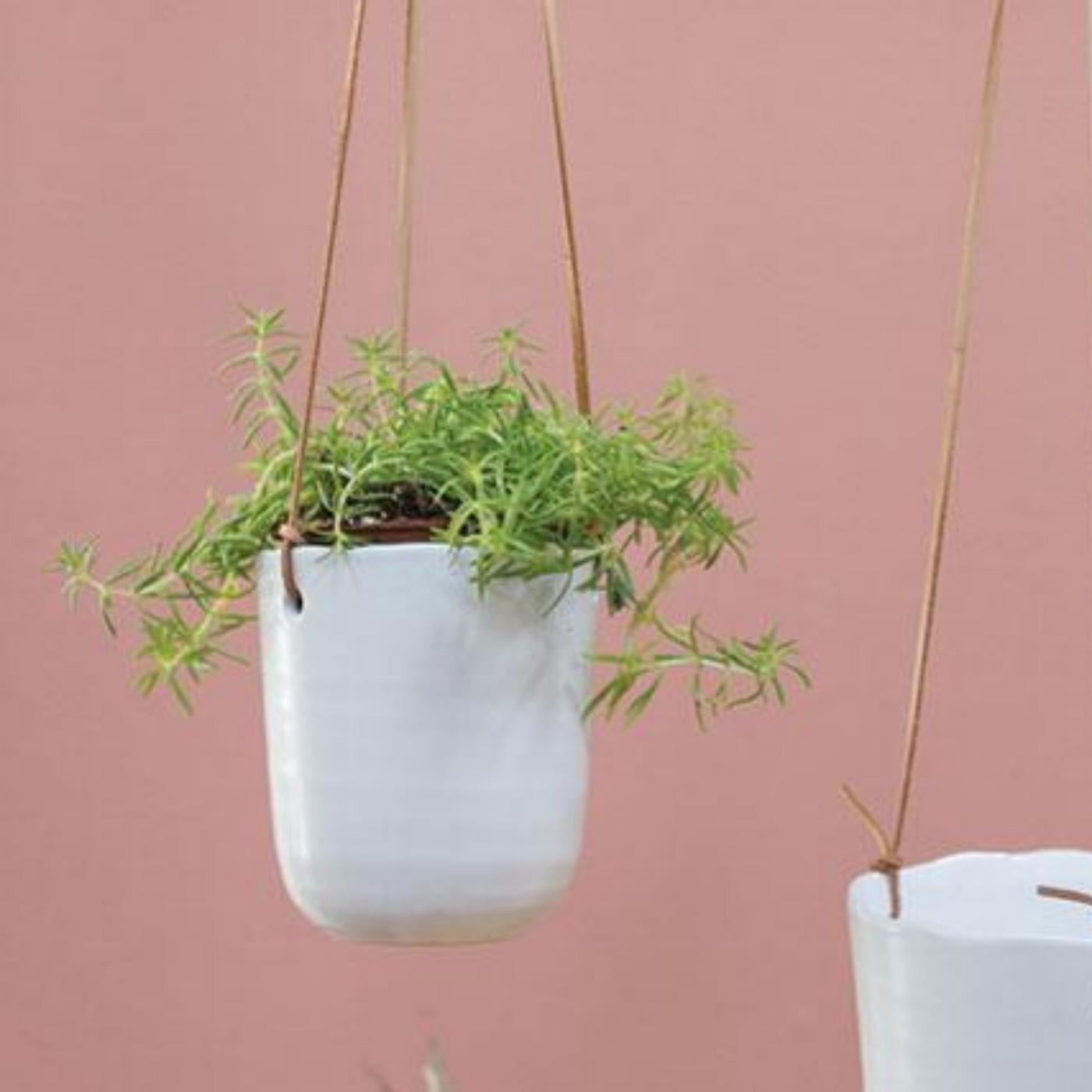Doni Plant holder