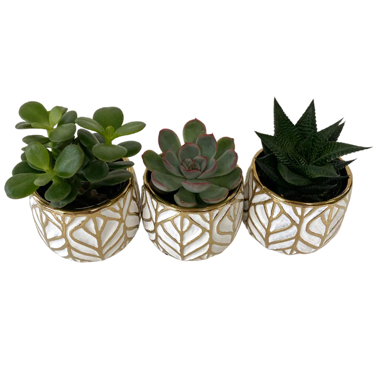 Tiny Succulent Trio in Gold Leaf Pots