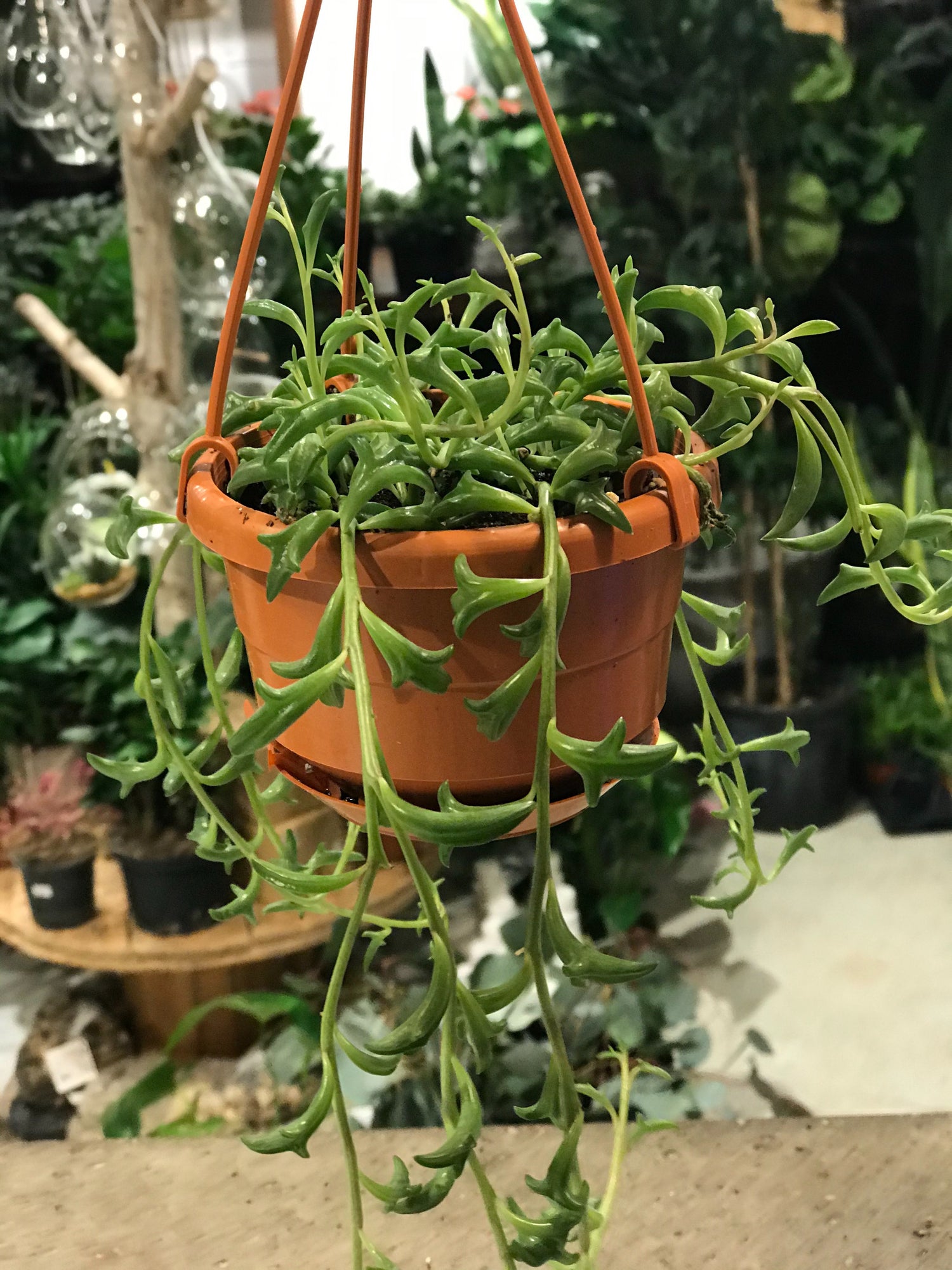 String of Dolphins