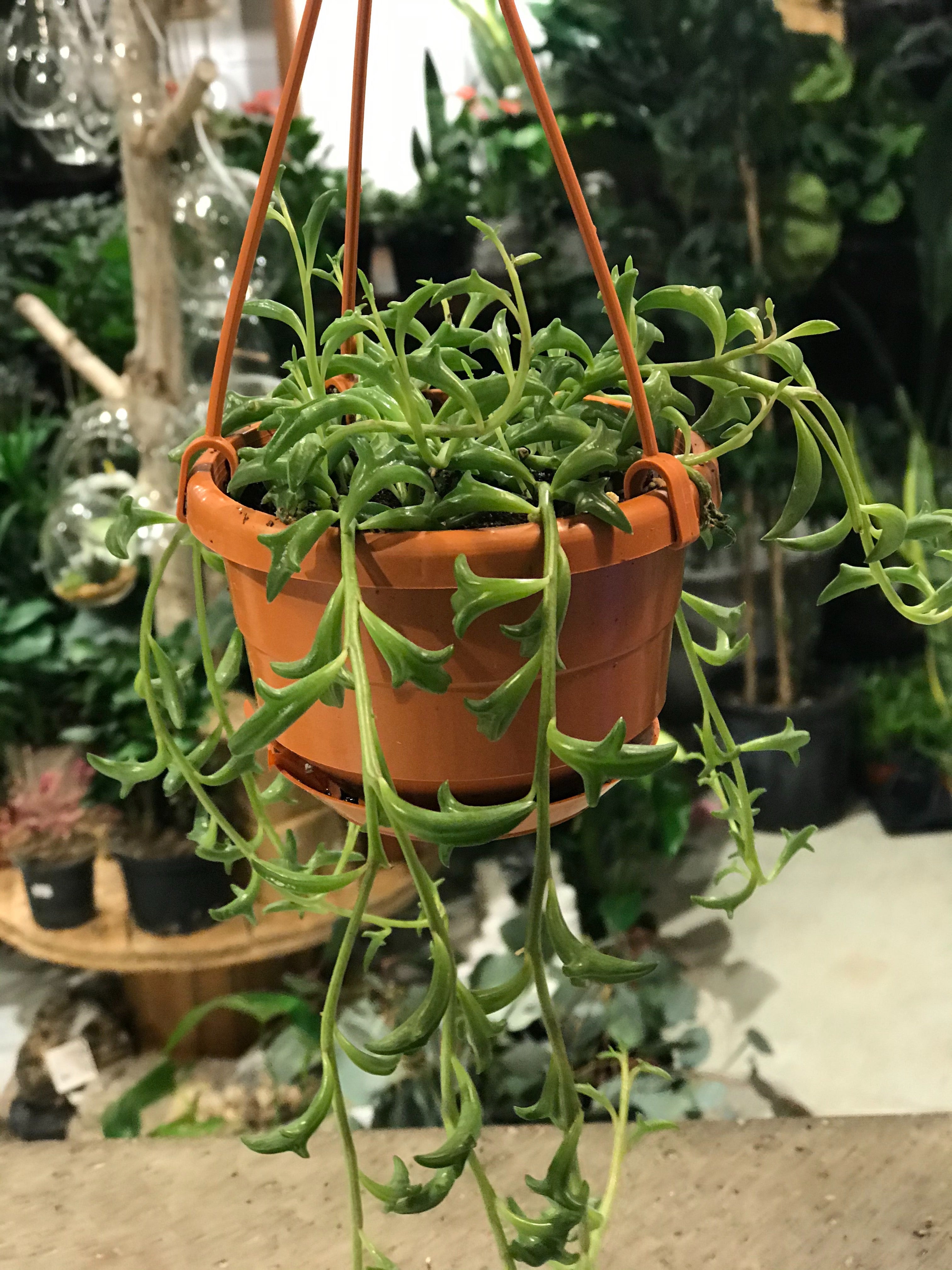 String of Dolphins