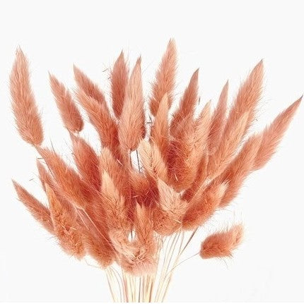 Bunny tails dark rose