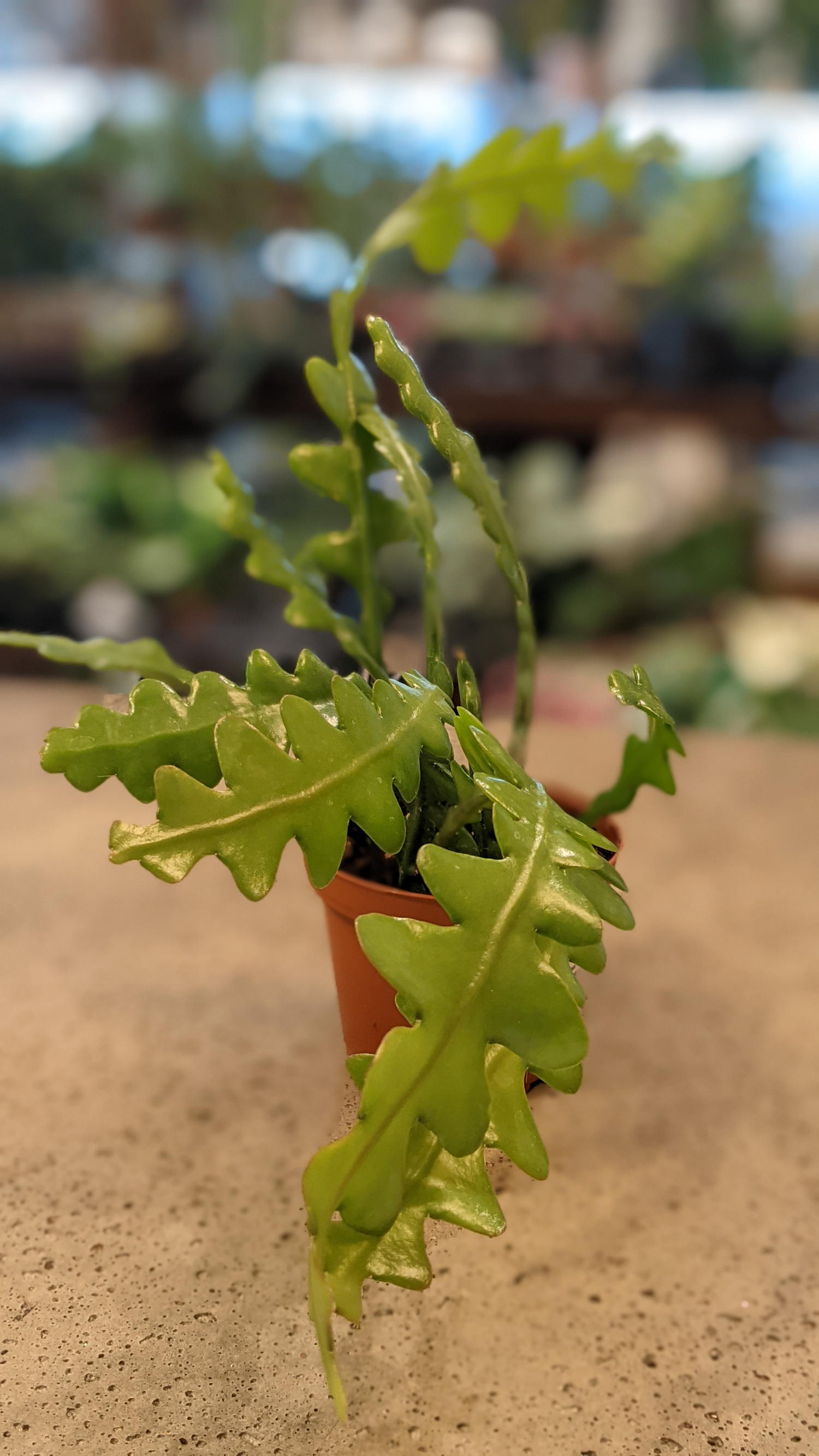 Zig Zag Cactus in 6" Hanging basket