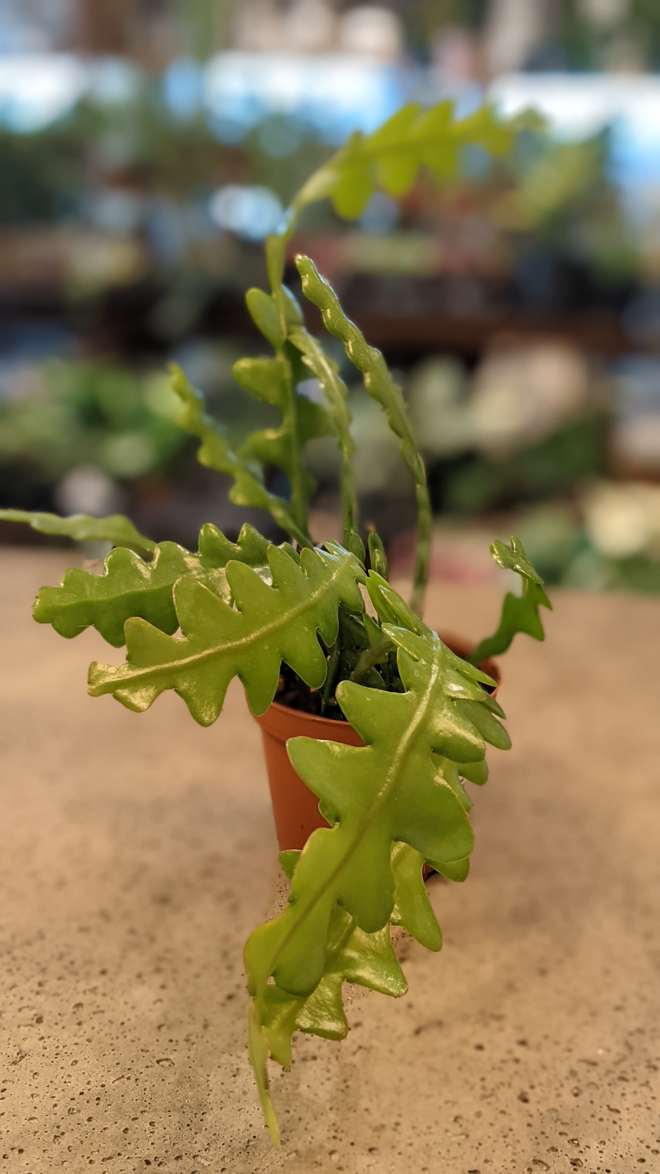 Zig Zag Cactus in 6" Hanging basket