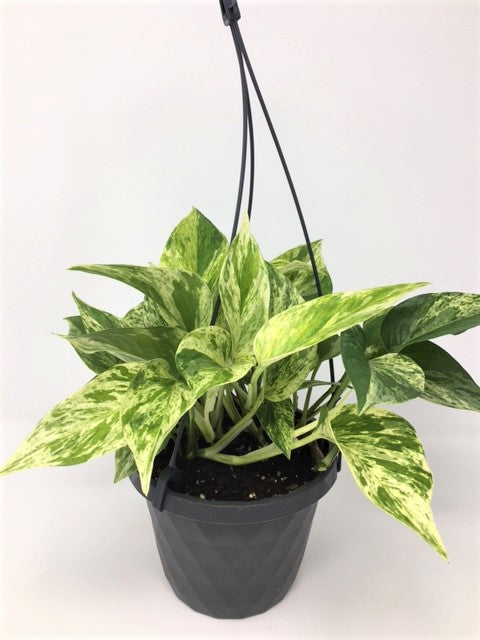 Pothos (Various Sizes)