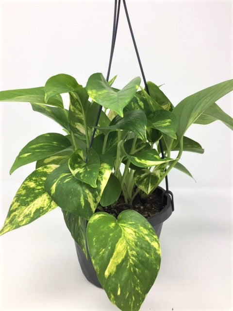Pothos (Various Sizes)