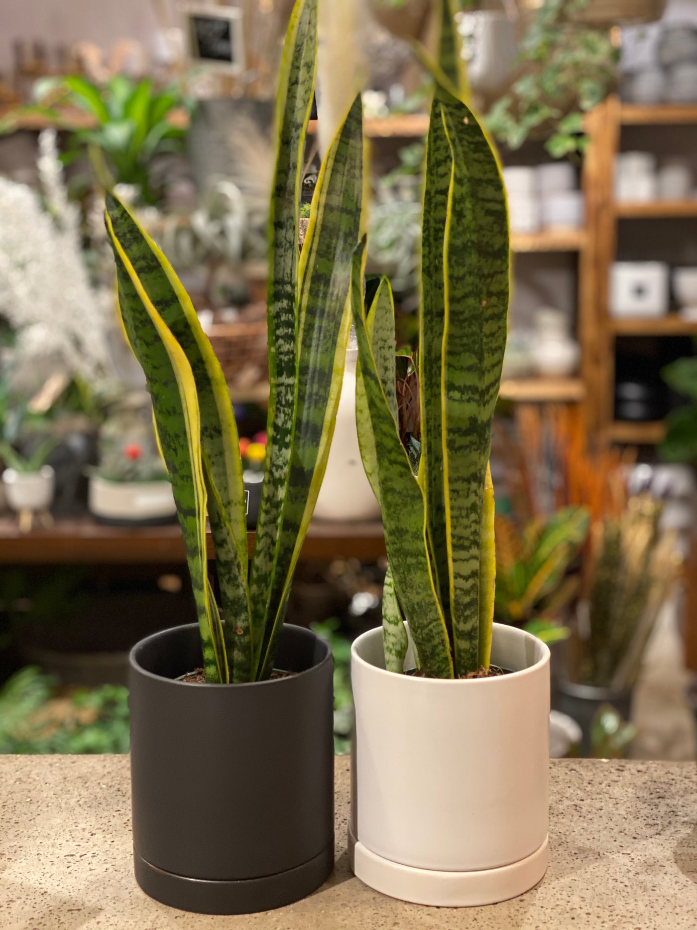 4.75" Modern pot