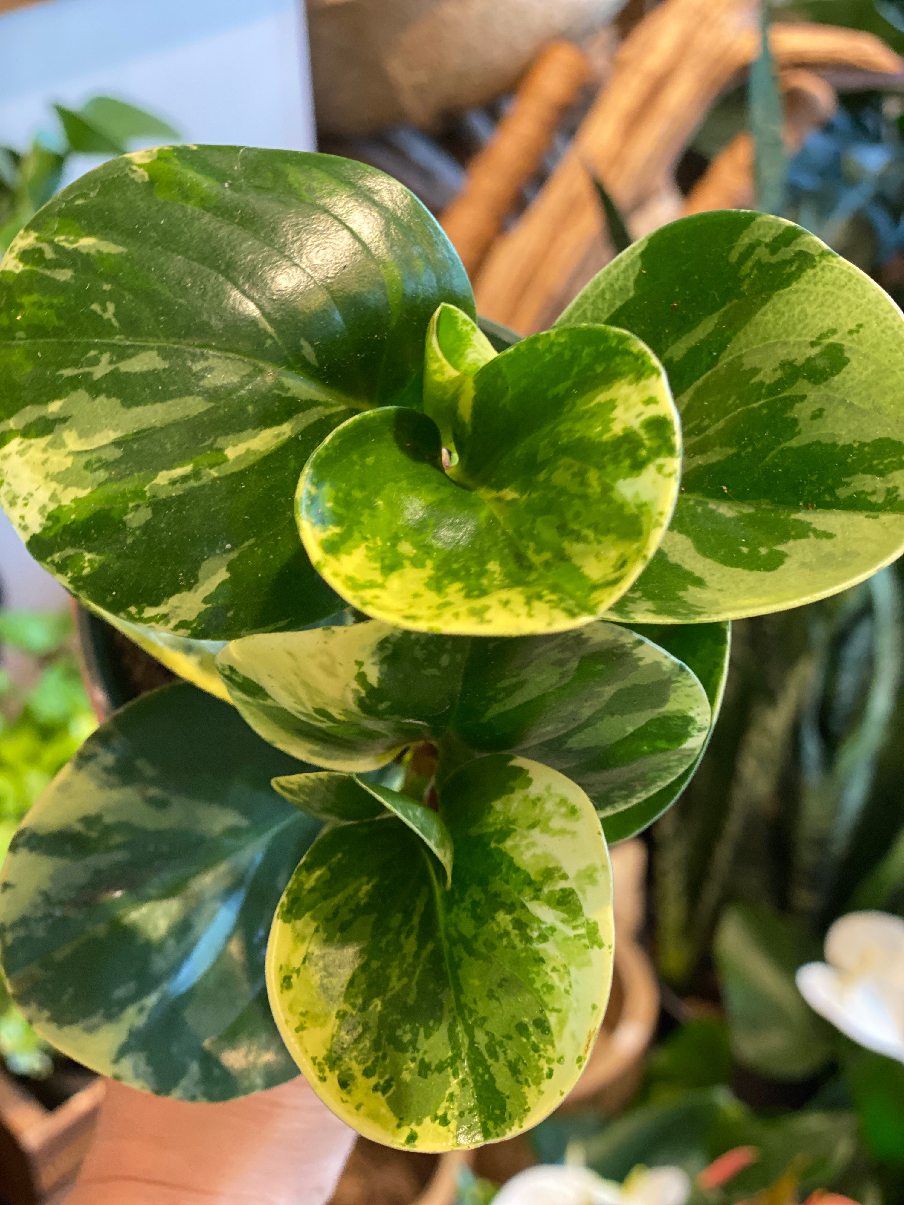 Peperomia Plants Mixed