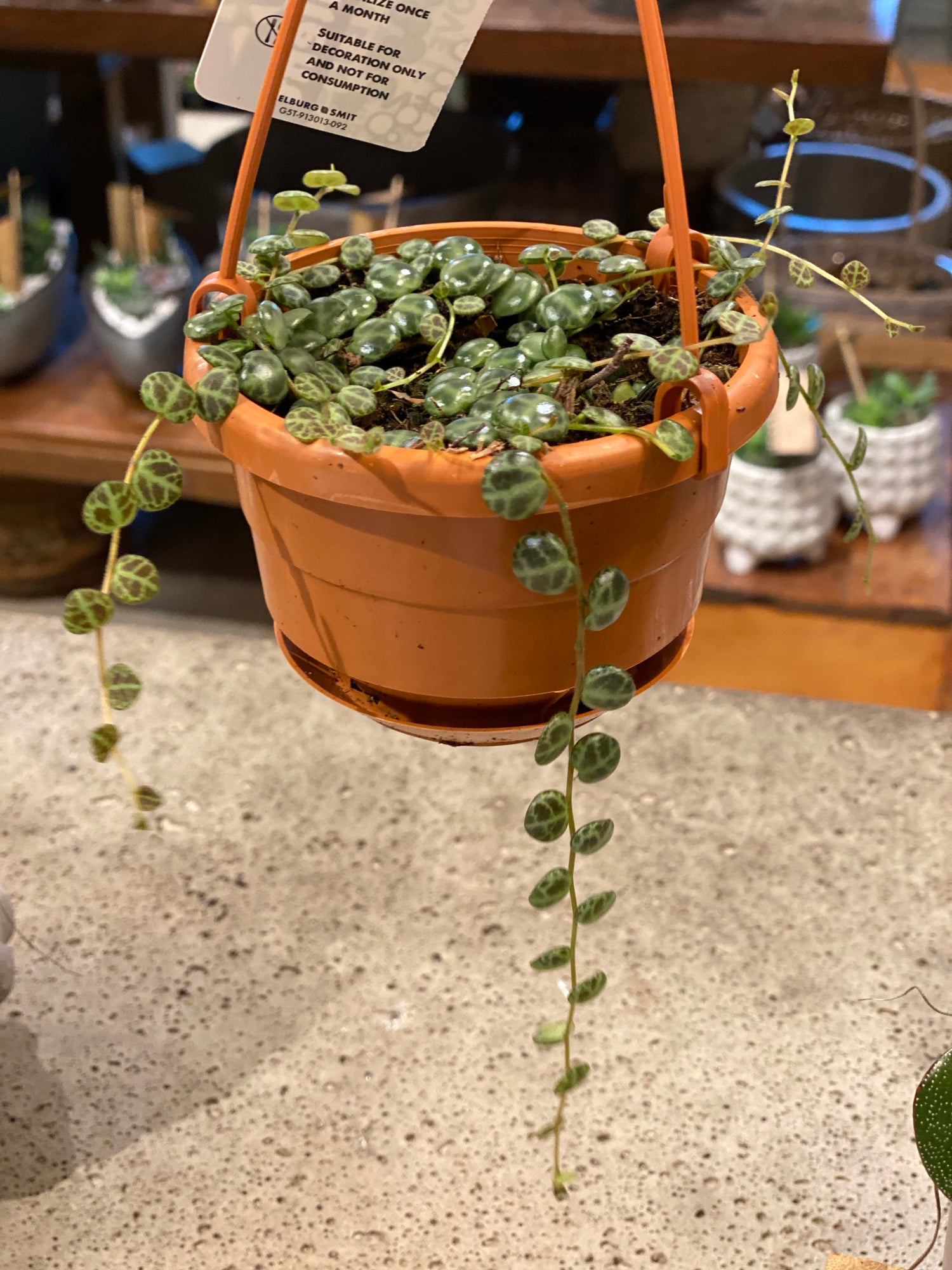 String of Turtles ( Peperomia prostrata)