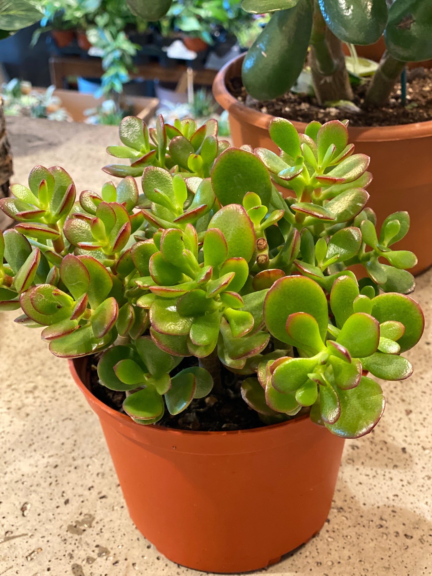 Crassula Jade Plant