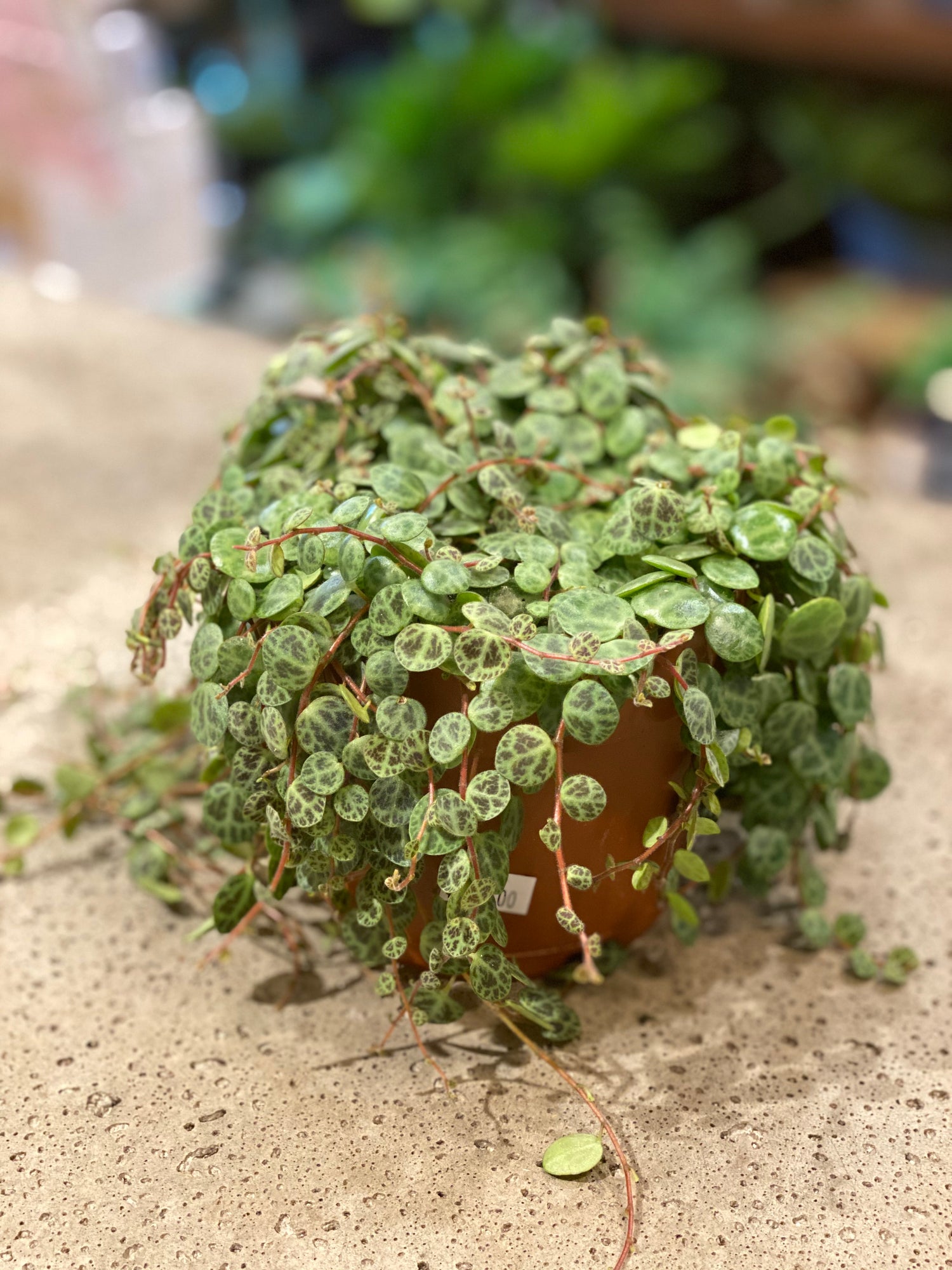 String of Turtles ( Peperomia prostrata)