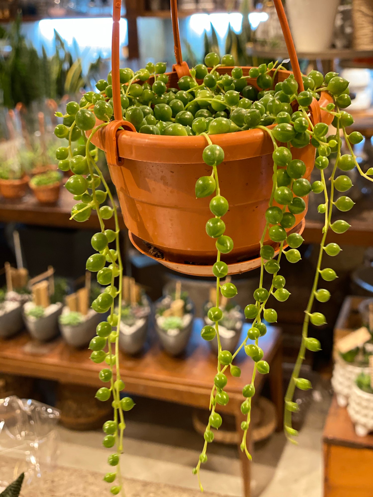 String of Pearls
