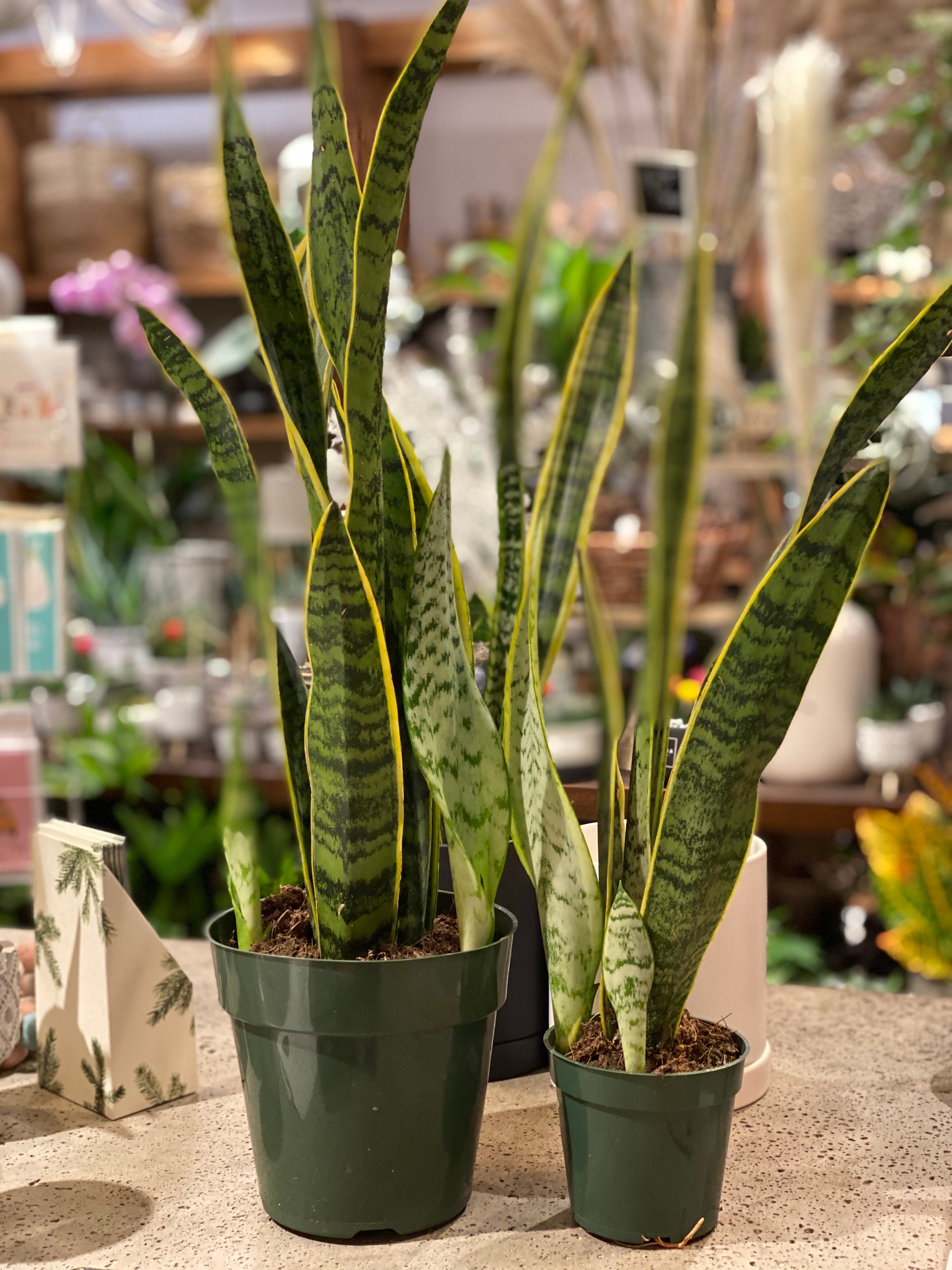 Sansevieria Tri Laurentii