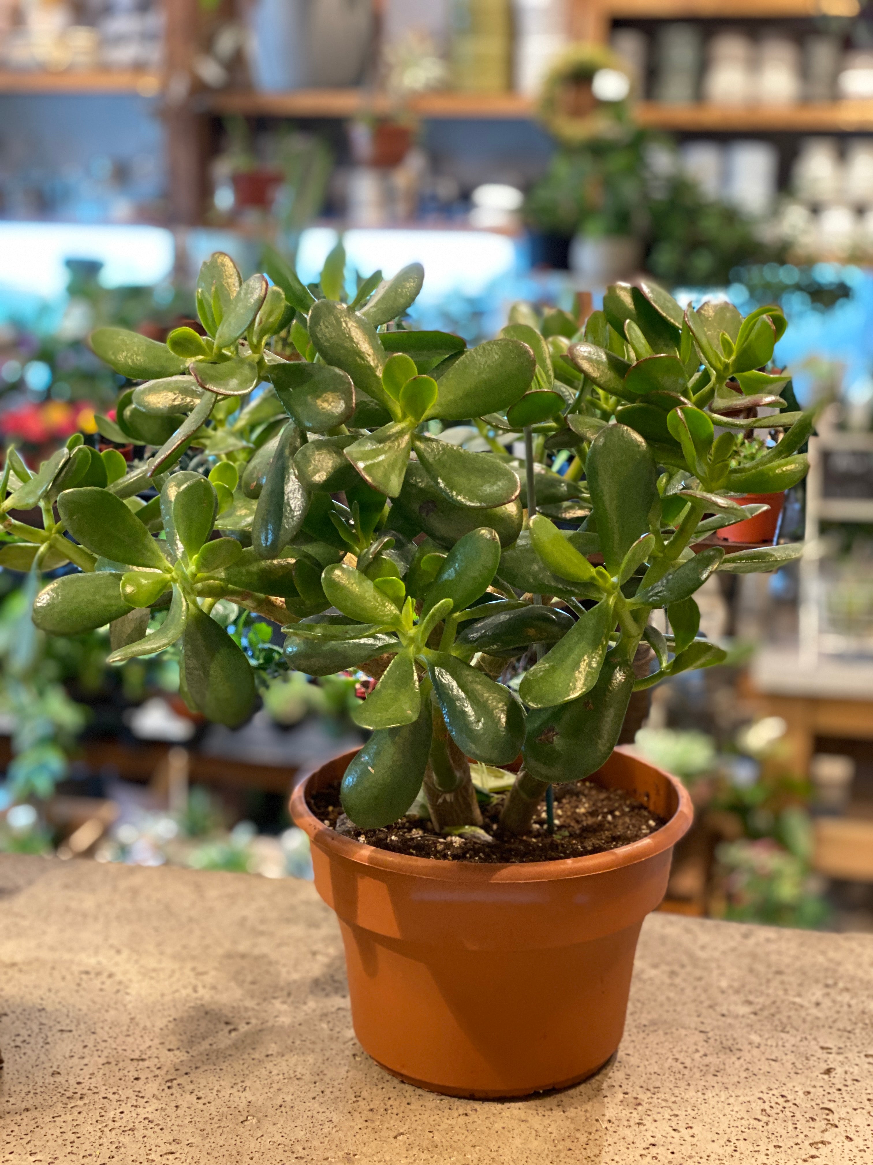 Crassula Jade Plant