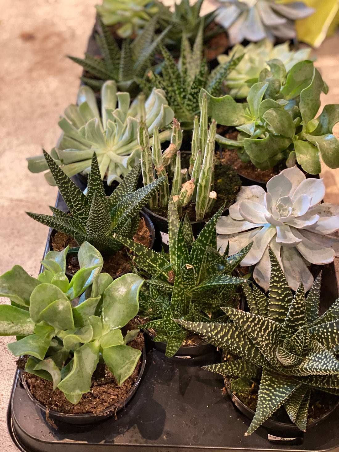 Succulents 3.5"