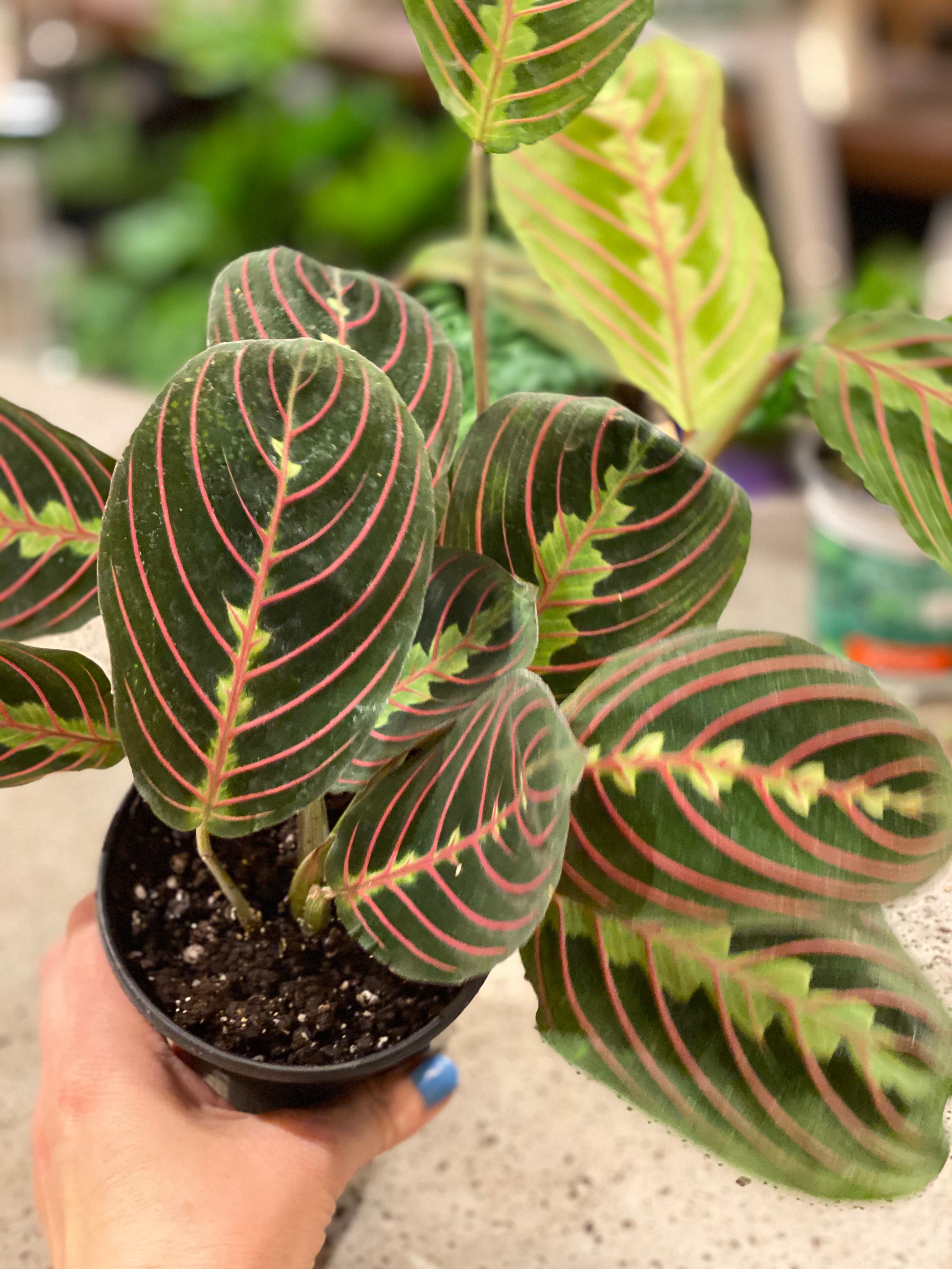 Prayer Plant(Maranta leuconeura) various sizes