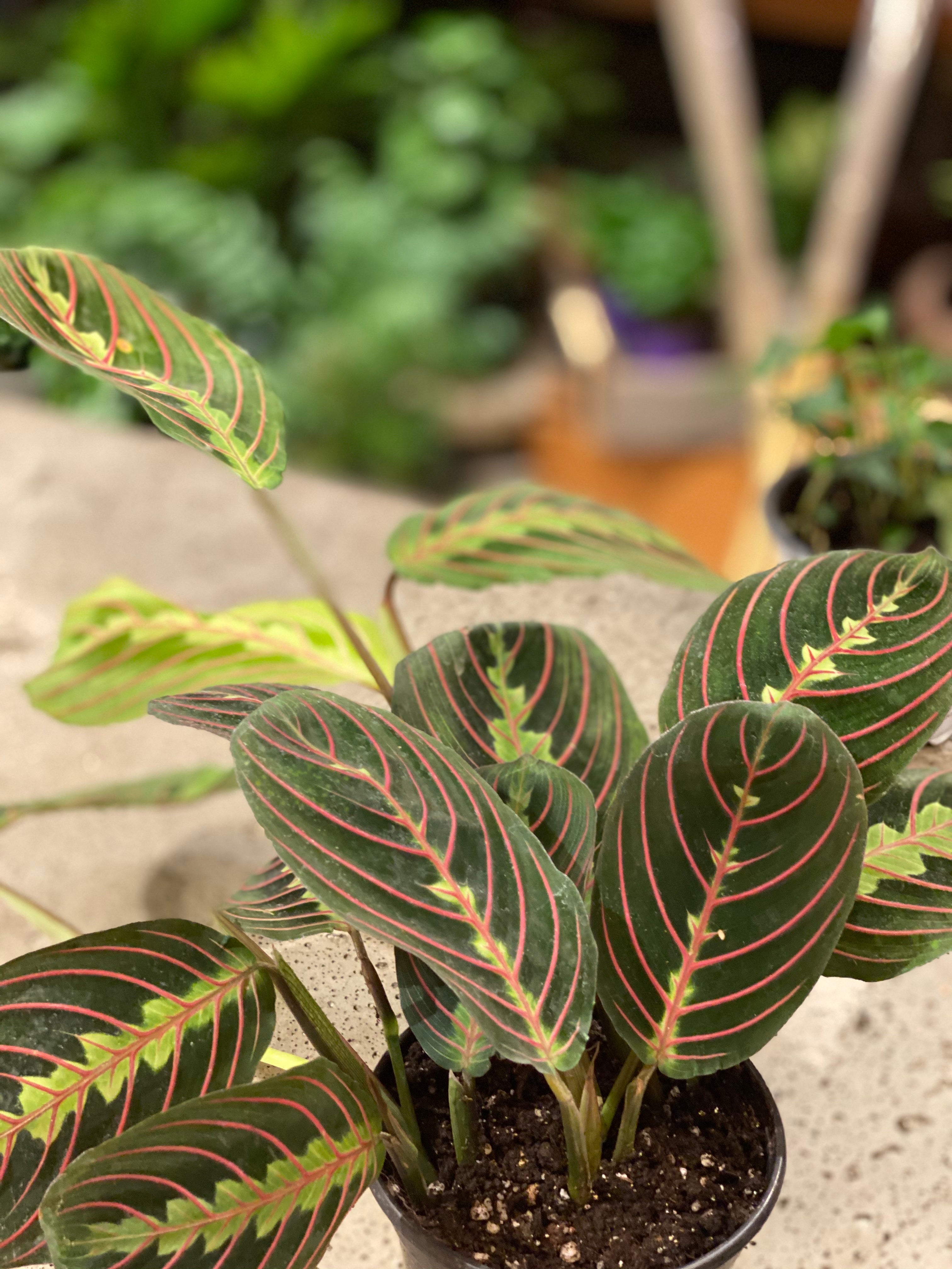 Prayer Plant(Maranta leuconeura) various sizes