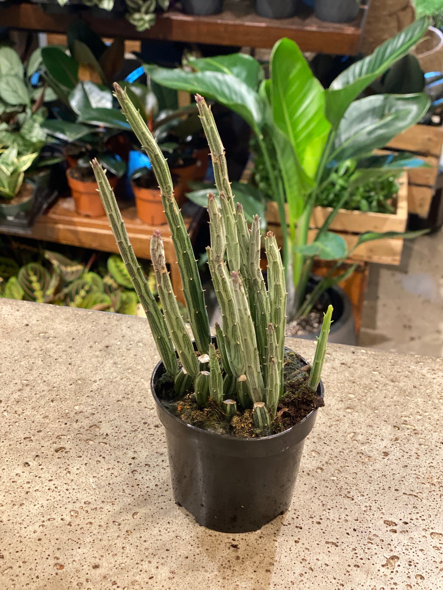 3.5" Senecio Stapeliiformis