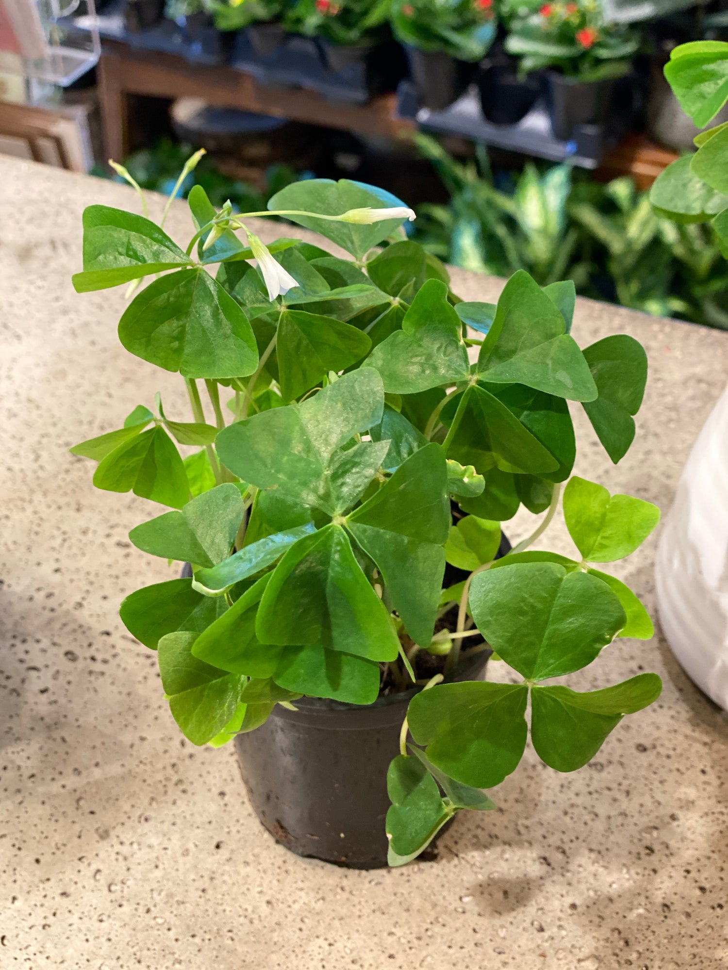 4" Oxalis Shamrock