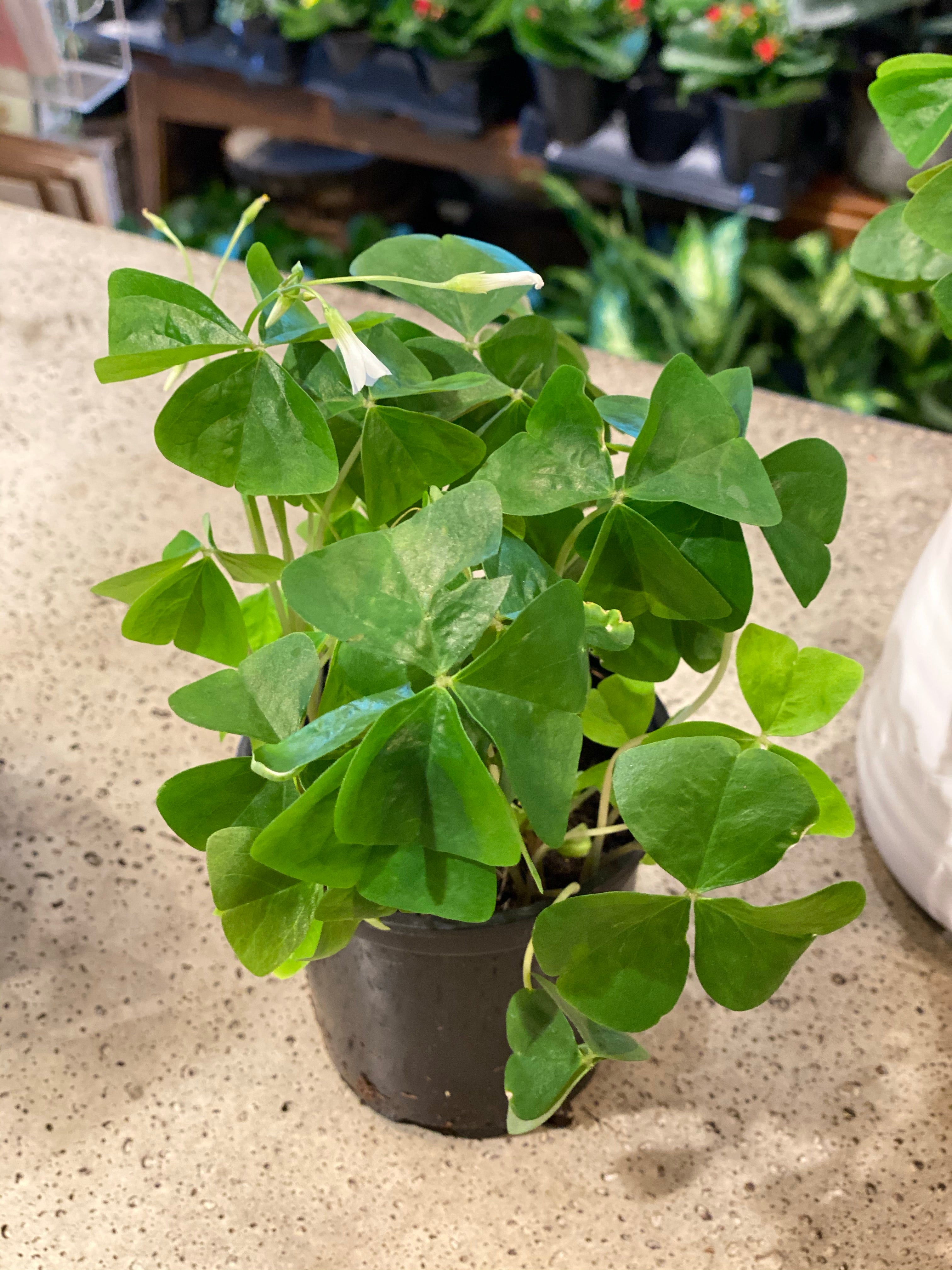 4" Oxalis Shamrock