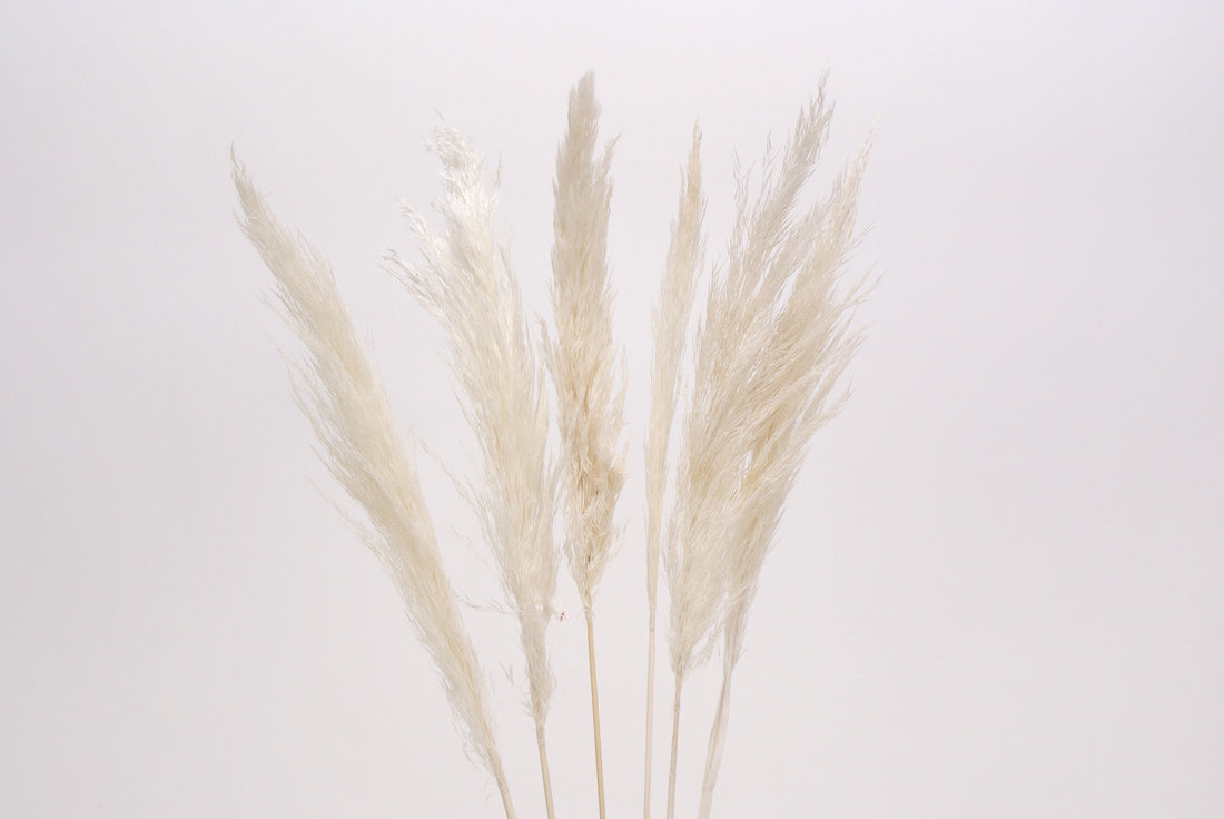 Pampas