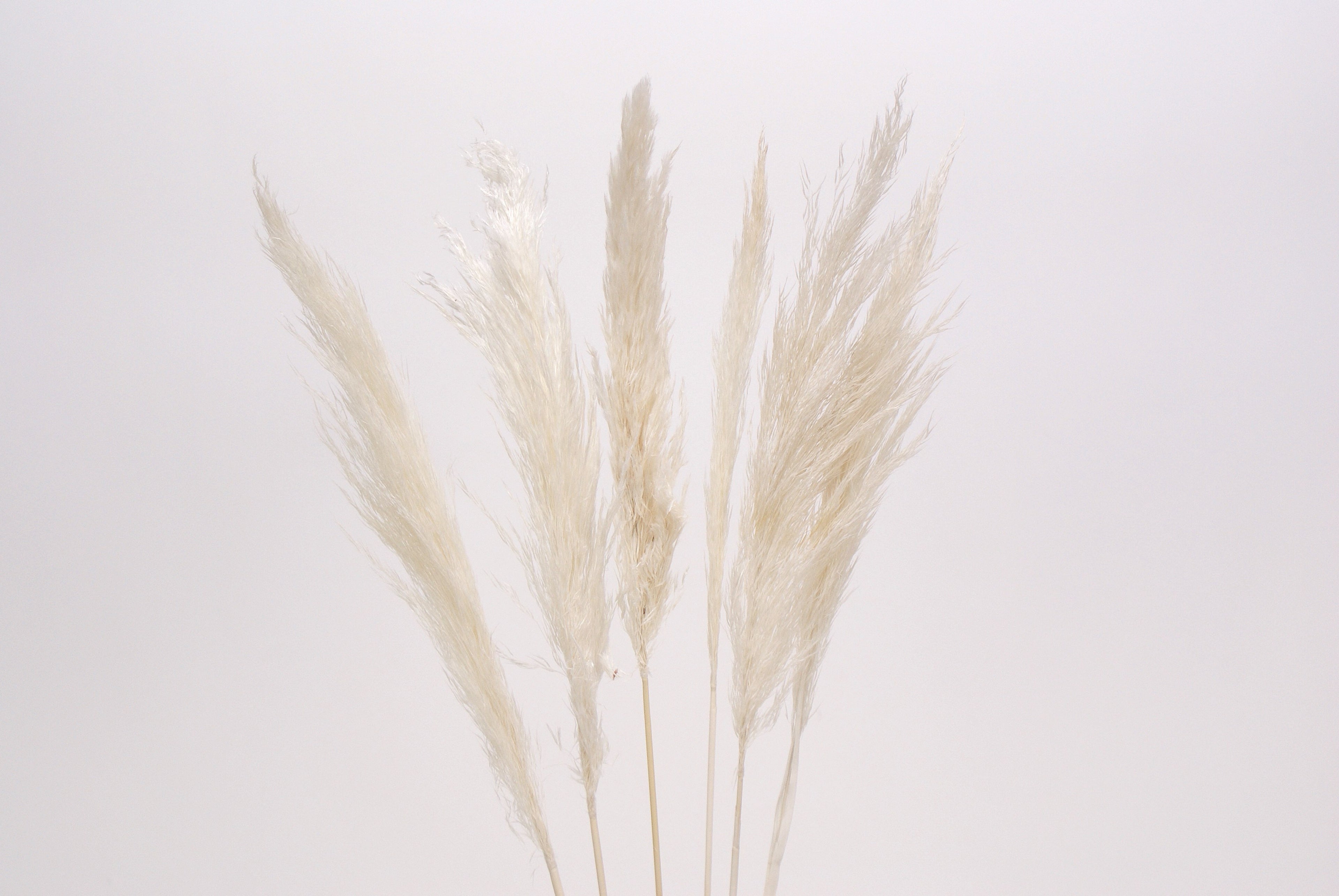 Pampas