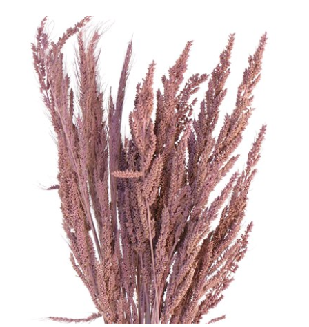 Pampas grass pink 20"