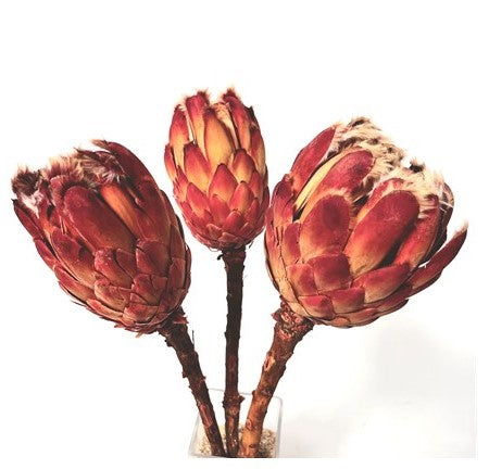 Protea Grand red