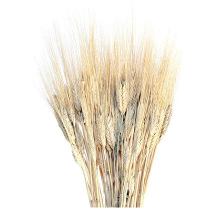 Wheat natural 28"