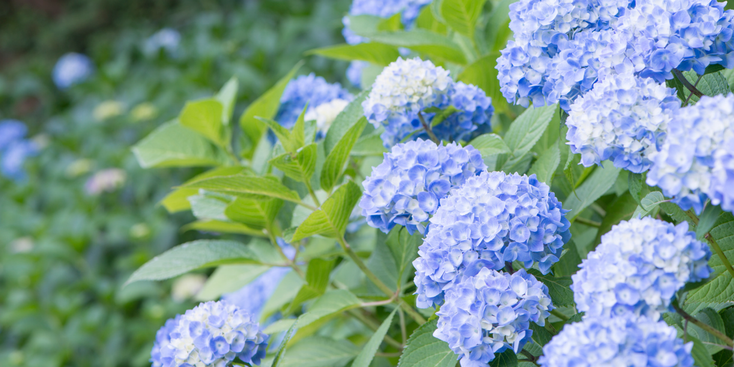 Hydrangea Care in Ottawa: How to Grow Long-Lasting Blooms