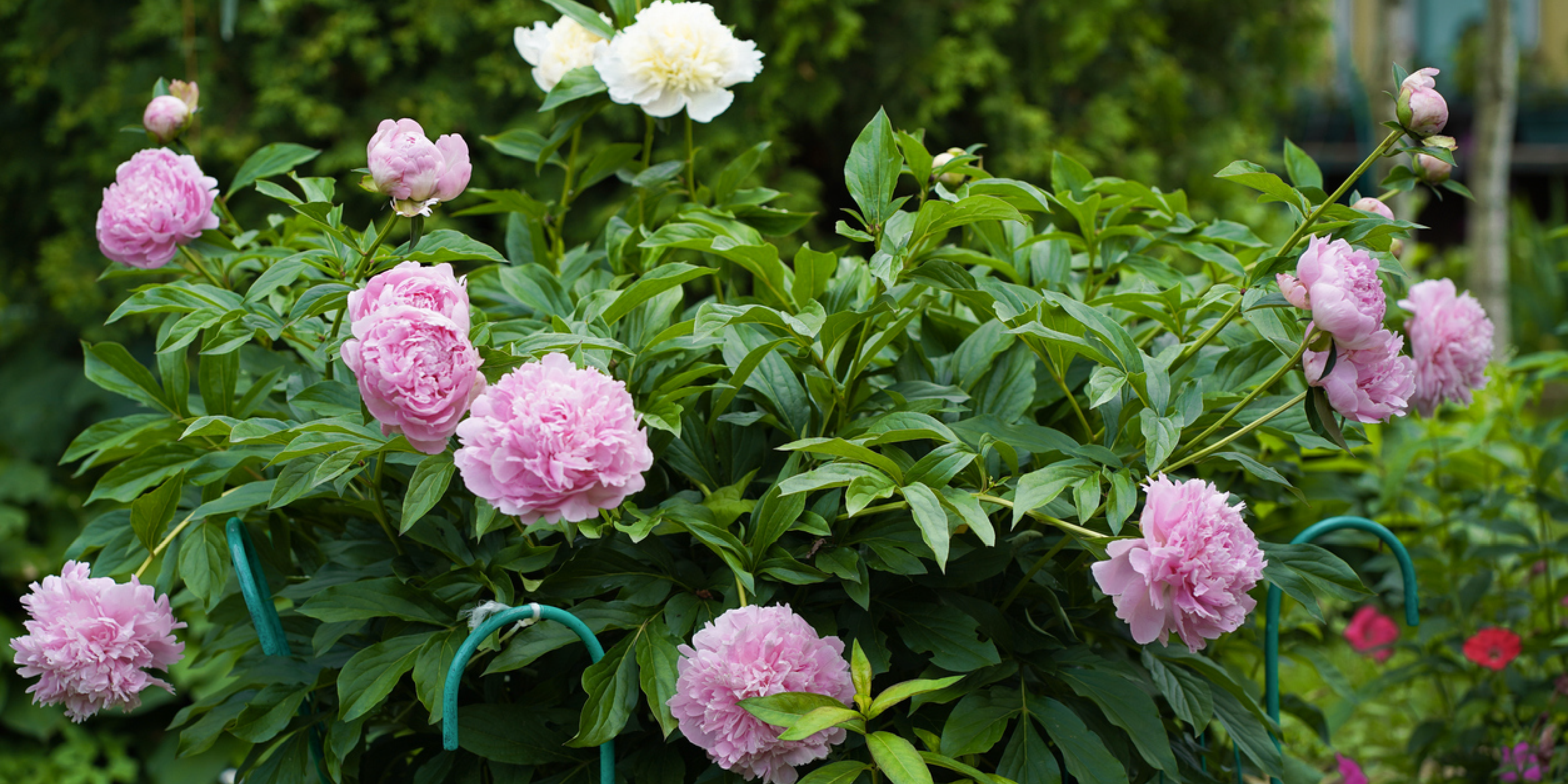 Peony Season in Ottawa: When They Bloom and How to Care for Them Peony Season in Ottawa: When They Bloom & How to Make Them Last