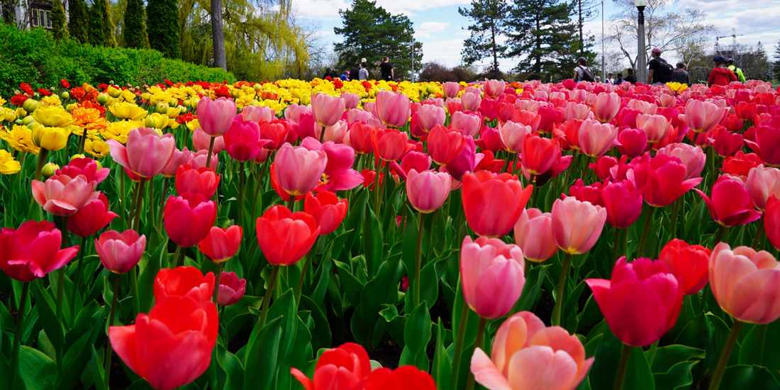 Spring Tulips in Ottawa: When to Plant, Arrange & Make Them Last