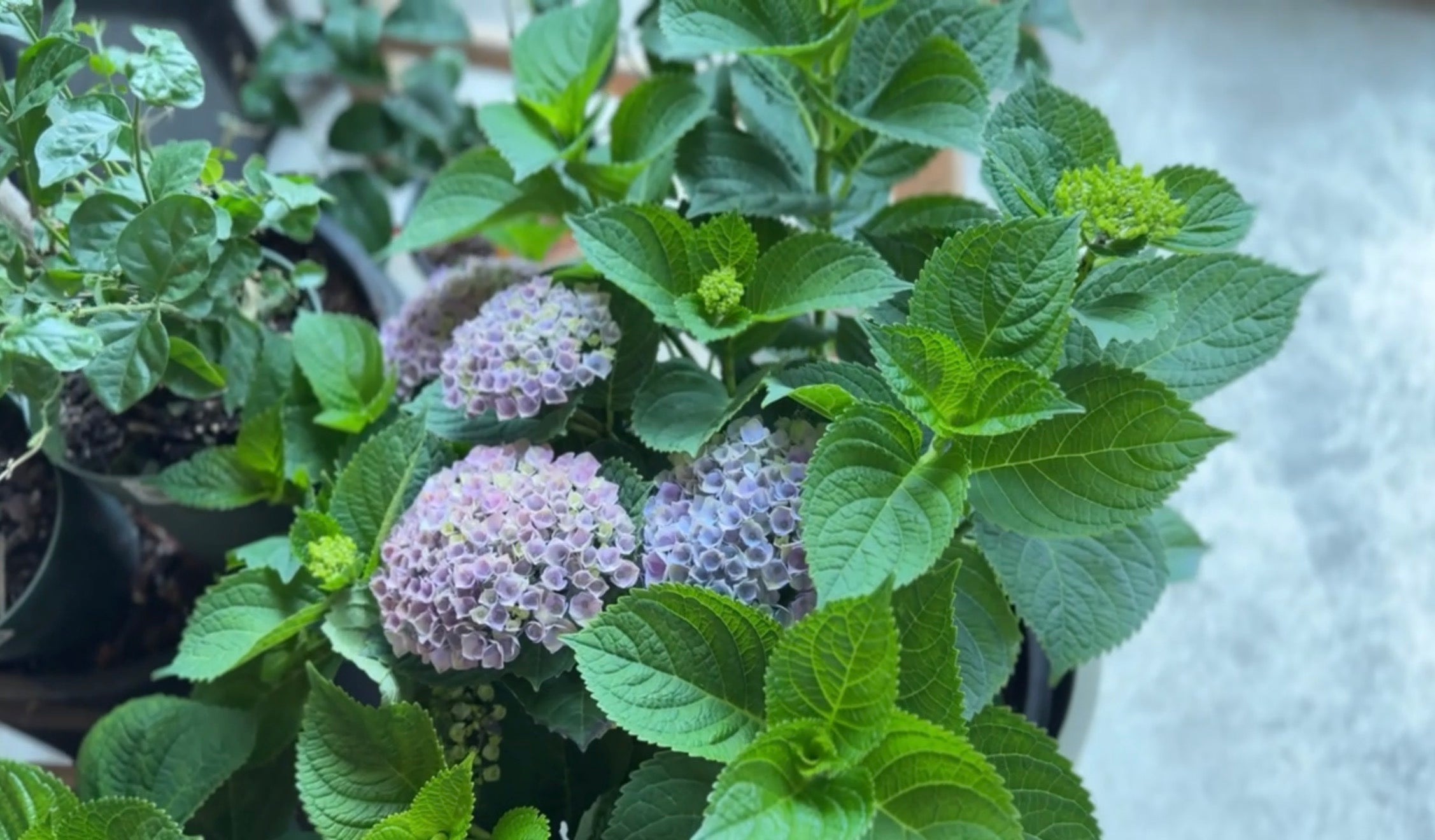 Can You Actually Grow Hydrangeas in Ottawa? Yes — If You Pick the Right One