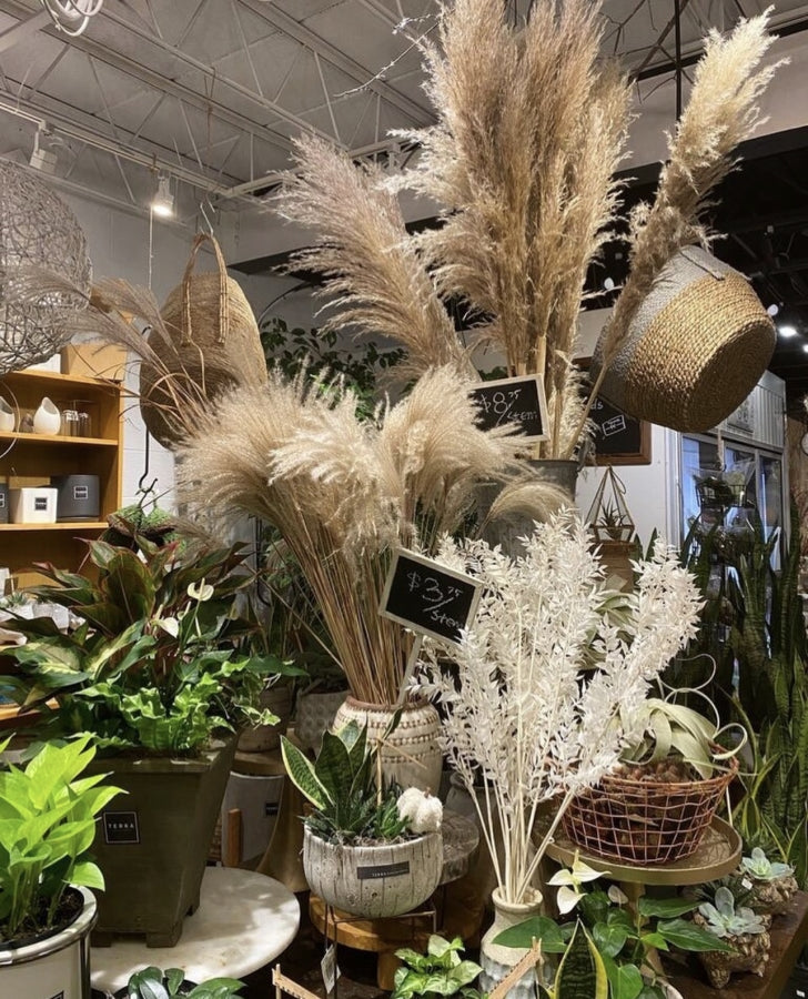 Pampas Grass Arrangement Ideas You Can Use