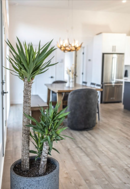 The Benefits of Plants and Flowers in Your Office