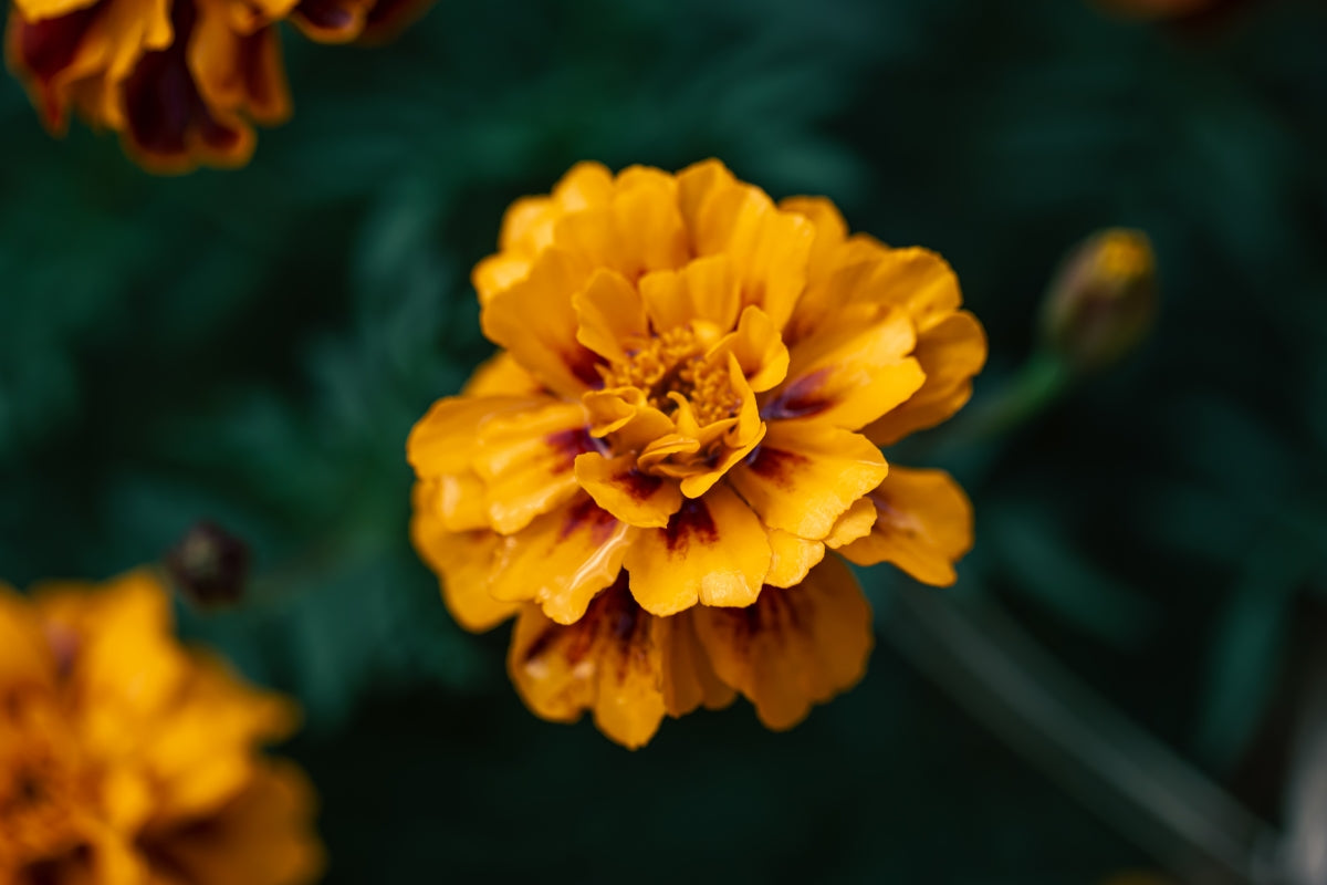 Marigold