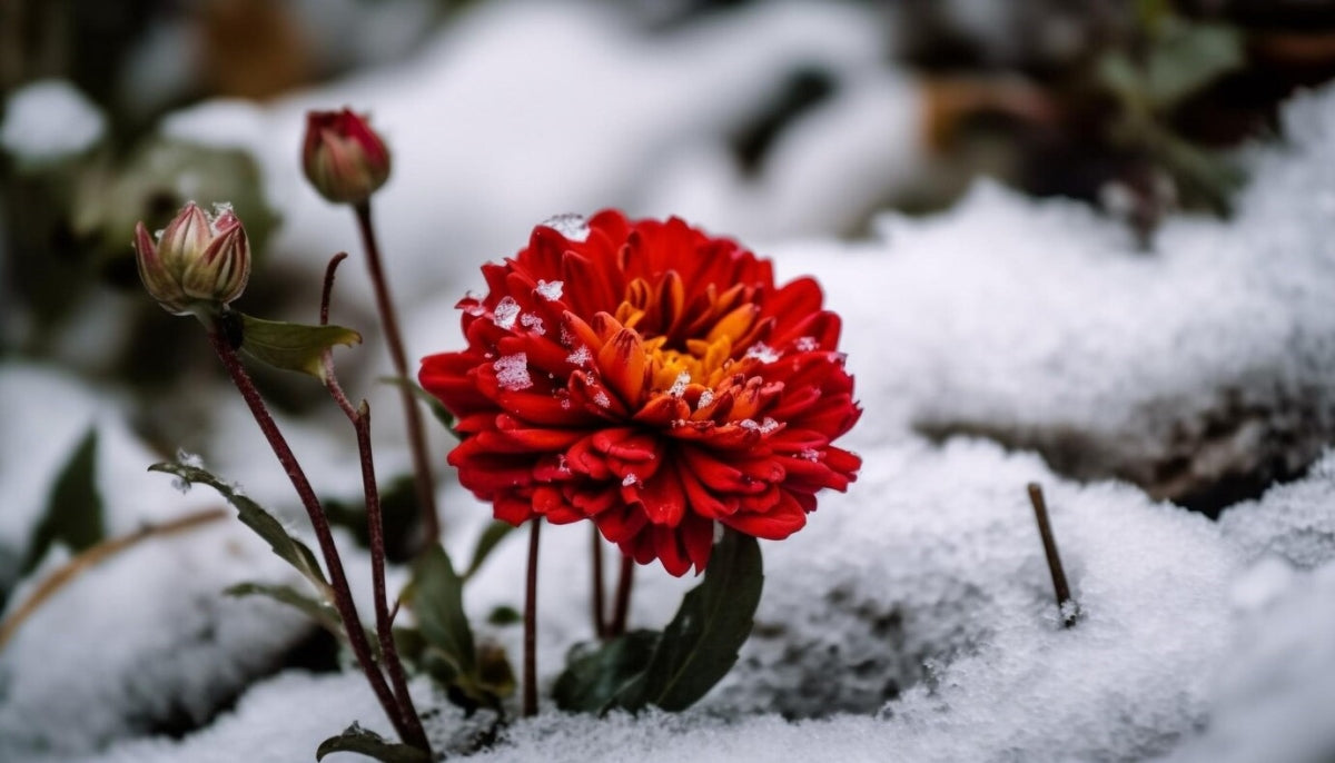 plants that can survive winter