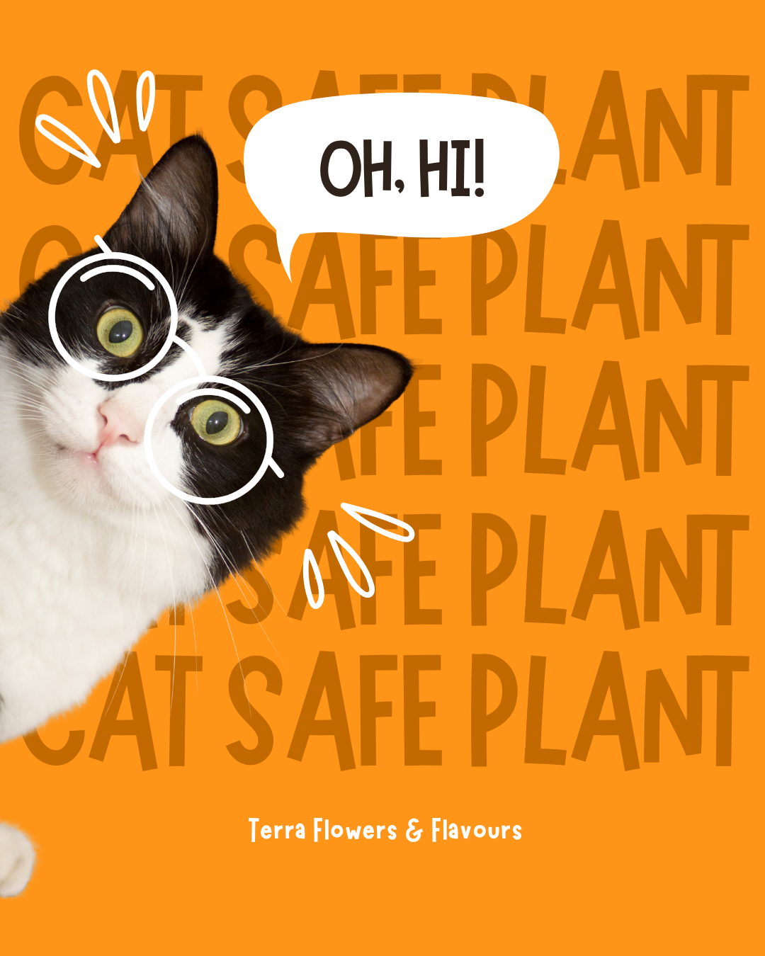Cat-Safe Houseplants You Can Actually Buy in Ottawa