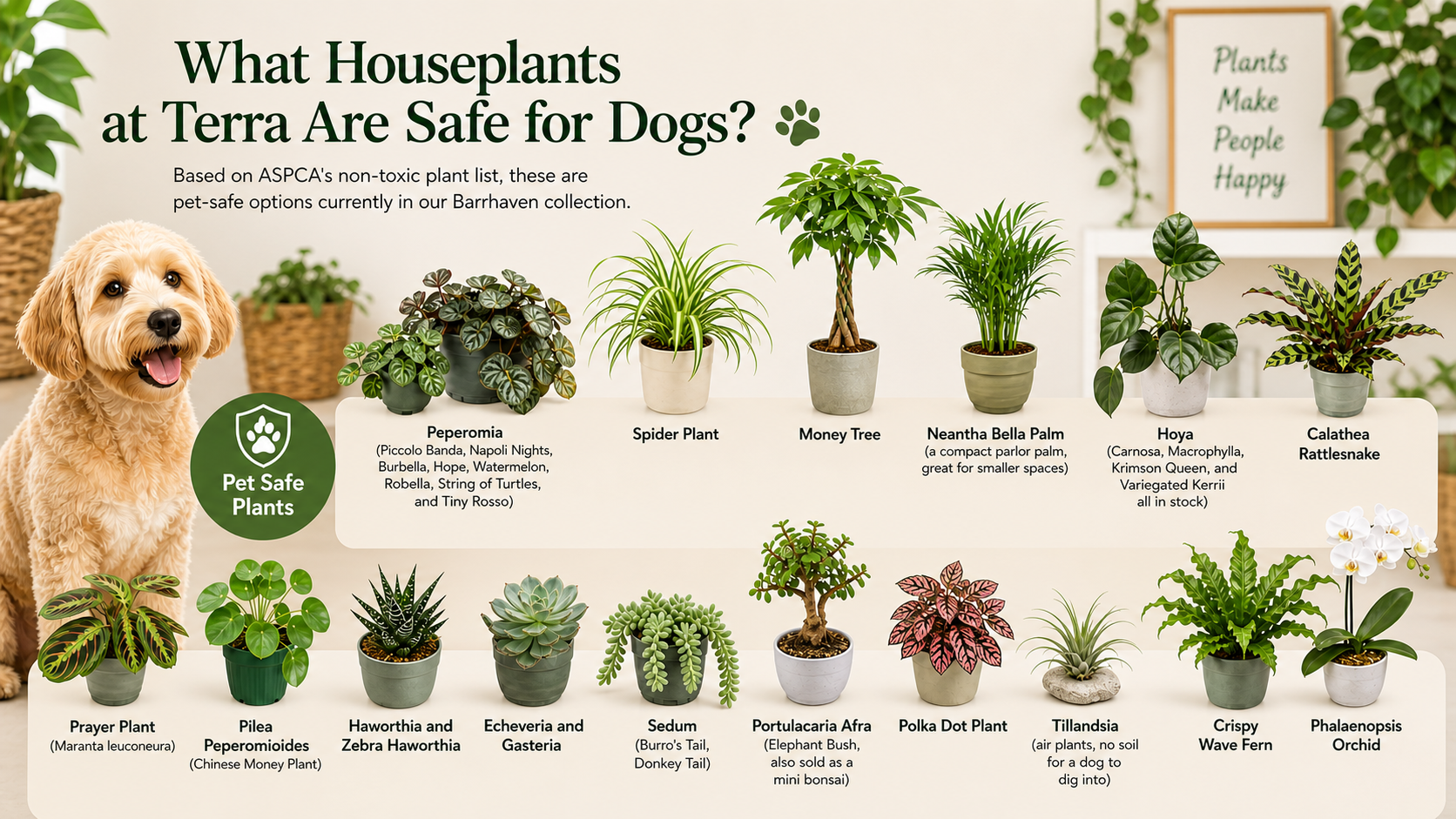Dog-Safe Houseplants You Can Actually Buy in Ottawa