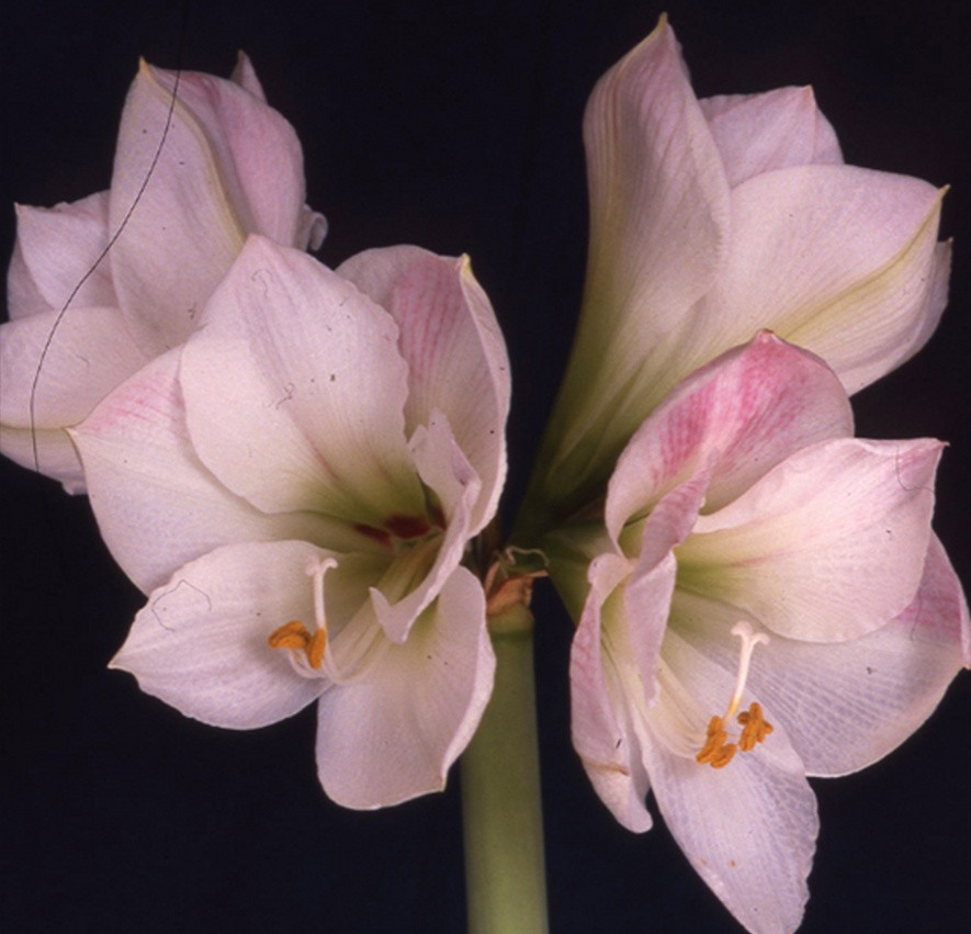 Festive Flourish: Creative Ideas for Christmas Amaryllis Bulbs