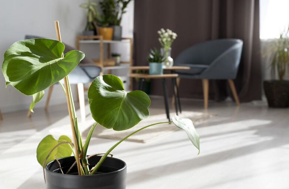 The Best Air-Purifying Plants for a Cleaner Home