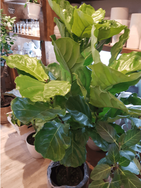 The Ultimate Guide to Ficus Lyrata Care: Keep Your Fiddle Leaf Fig Thriving