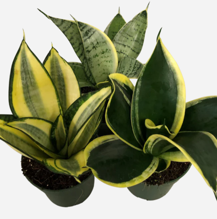 Sansevieria Plants (Snake Plants): The Ultimate Guide to Care and Keeping
