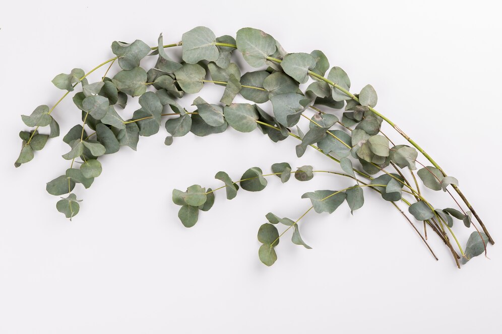 What Does Eucalyptus Smell Like?