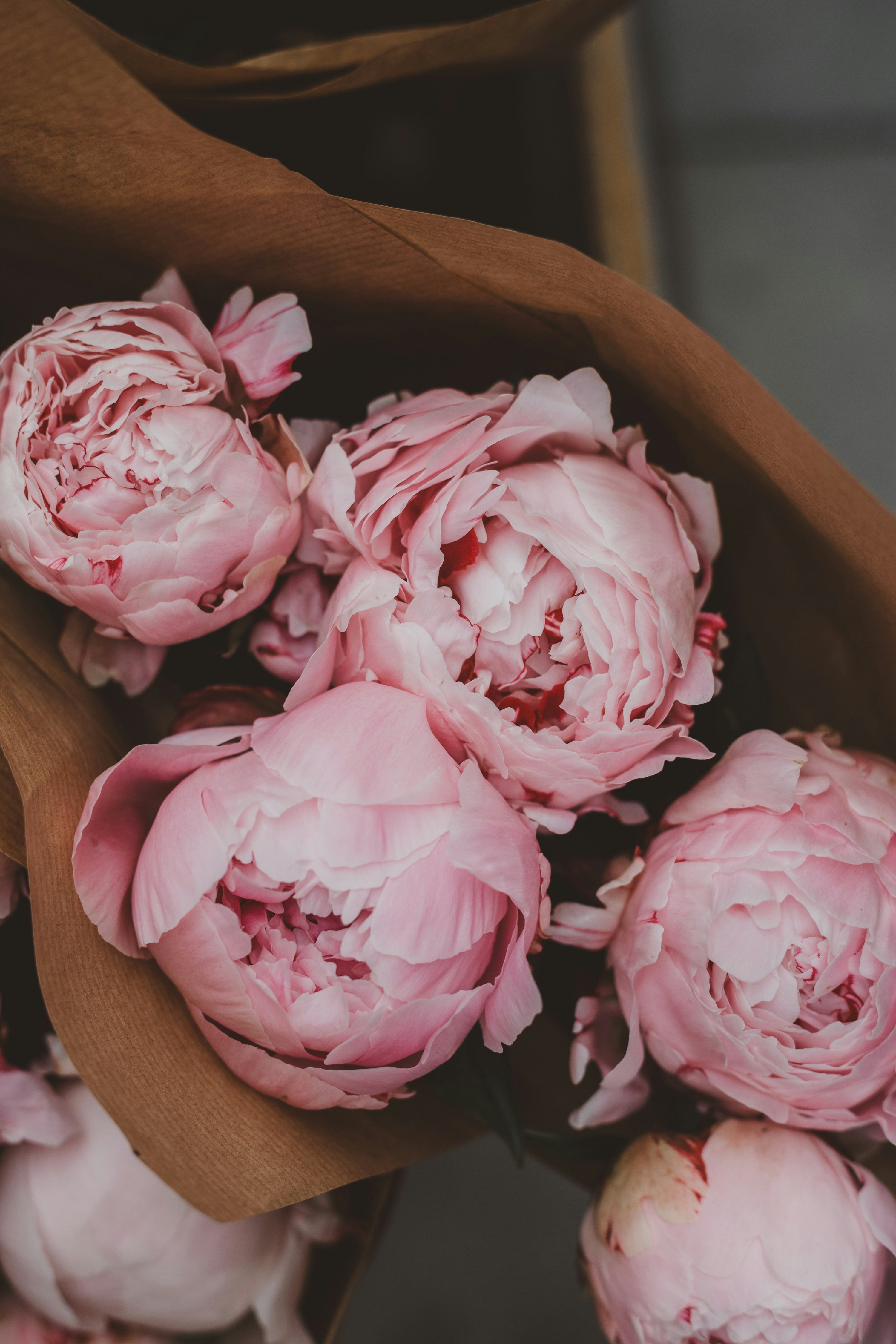 Grow Gorgeous Peonies: Planting, Care, and Why We Love Them