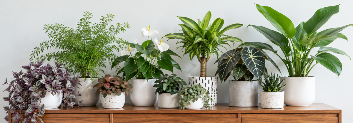 How to Choose the Right Pot for Your Houseplant: Size, Drainage and Style