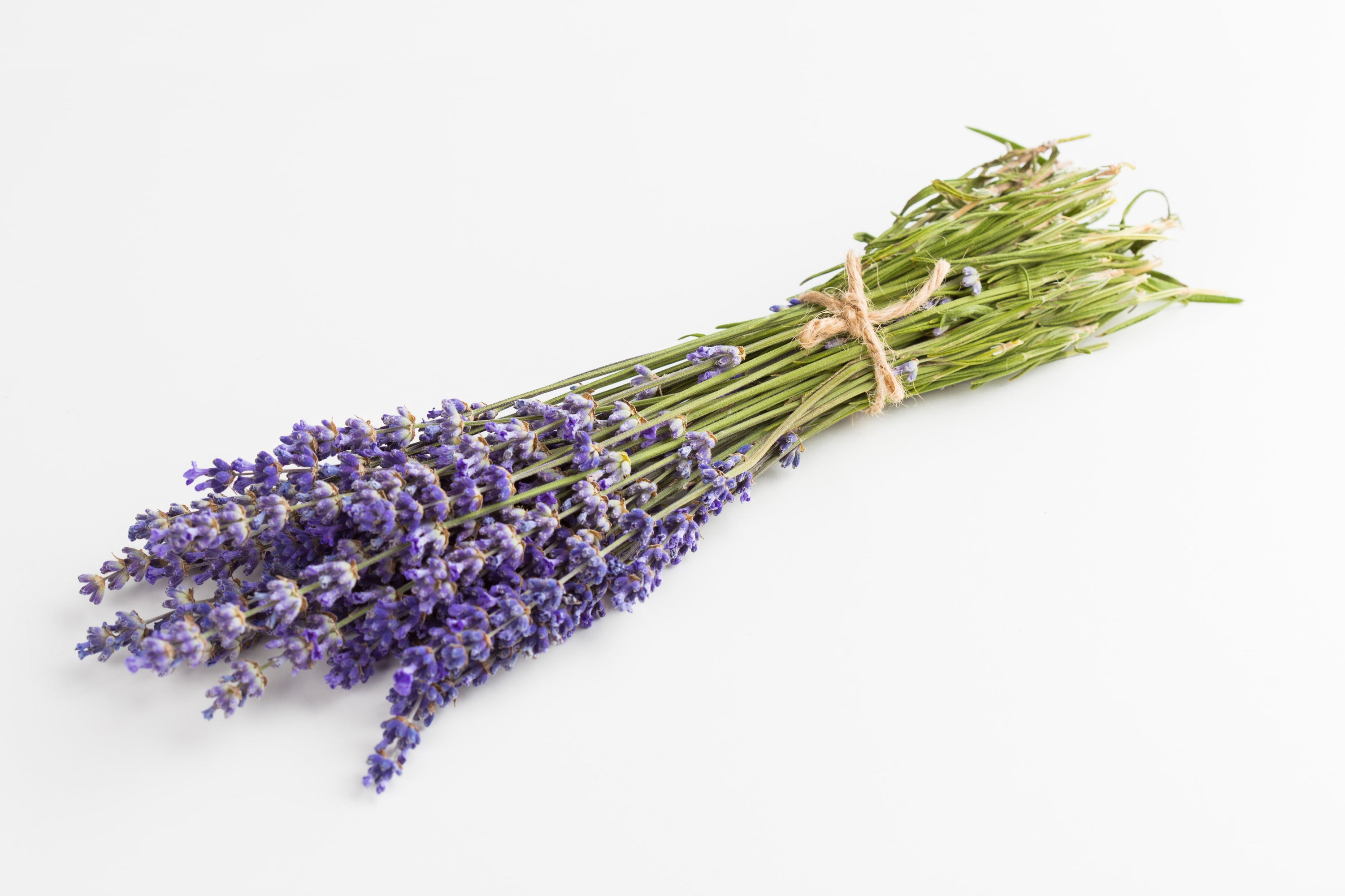 Lavender Flowers: Meaning and Symbolism