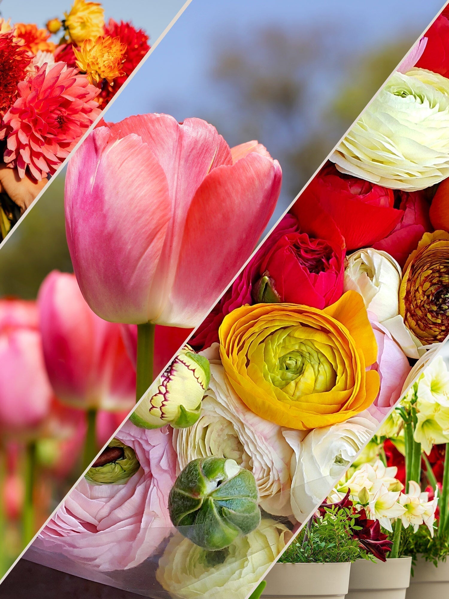 Seasonal Flowers and Plants Ottawa