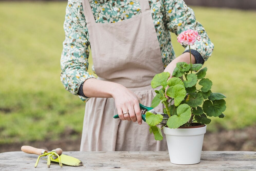 Flower Gardening Basics: Growing Your Own Blooms at Home