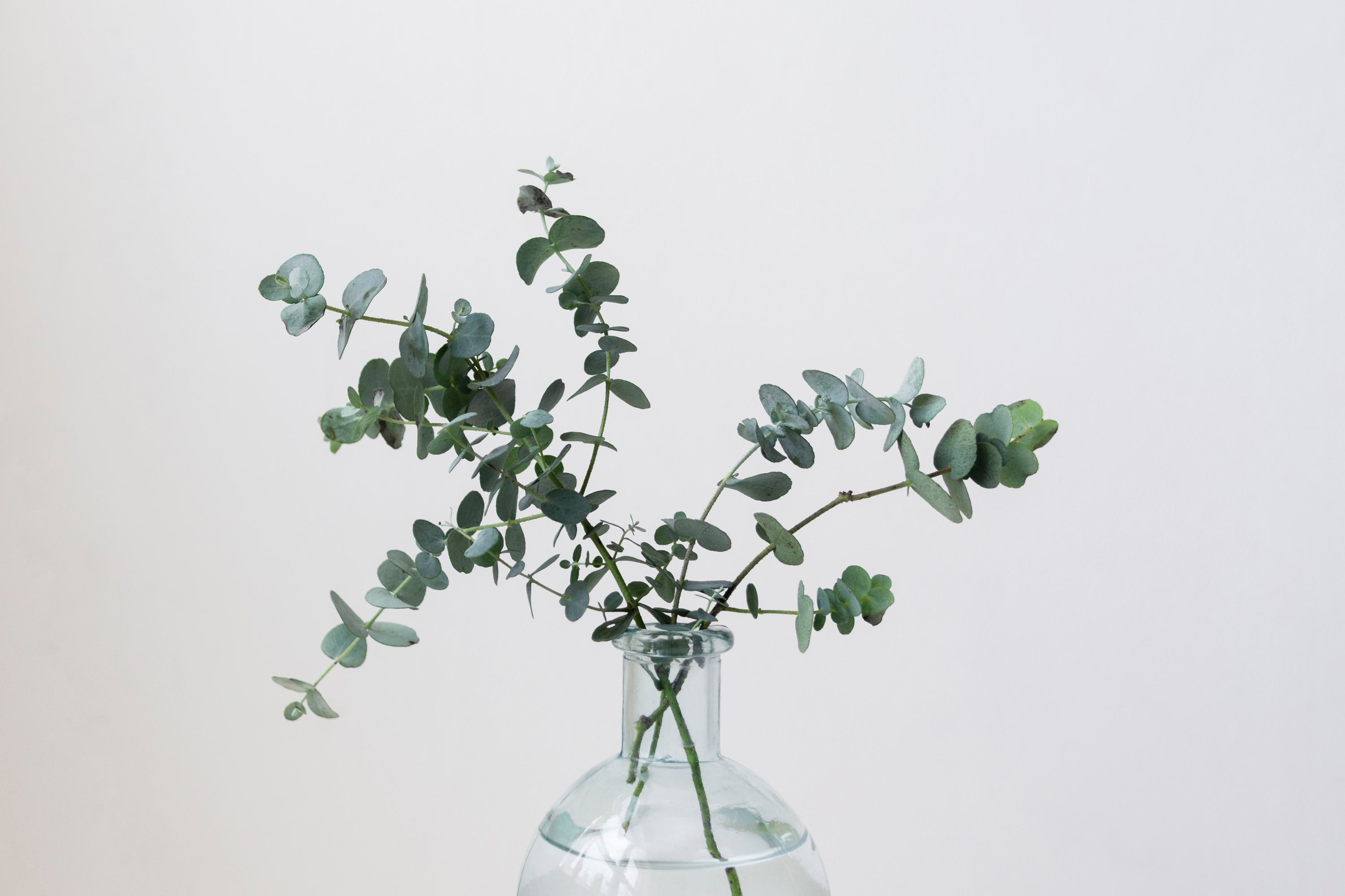 How to Grow and Care for a Eucalyptus Tree